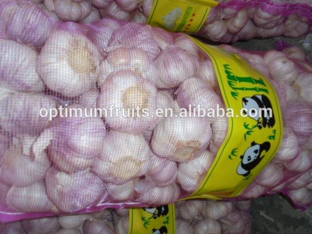 China Shandong fresh garlic distributors