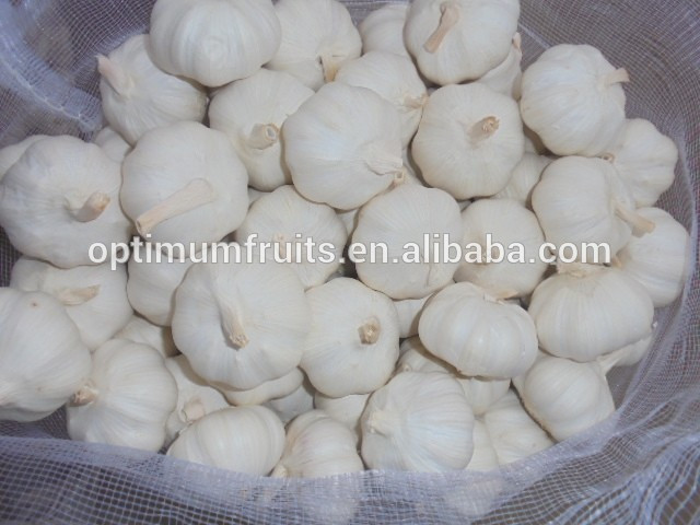 China super natural white garlic best garlic price
