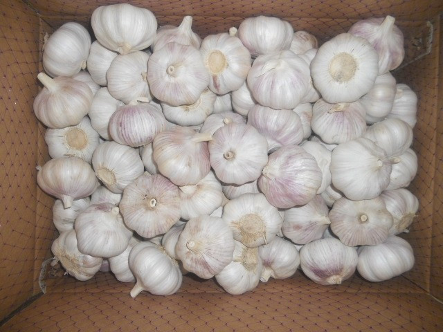 Fresh garlic cloves normal white garlic price
