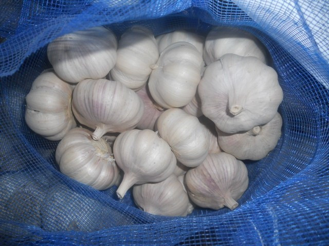 Fresh garlic cloves normal white garlic price