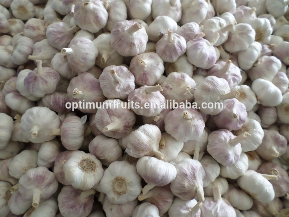 Fresh dry red garlic supplier in China