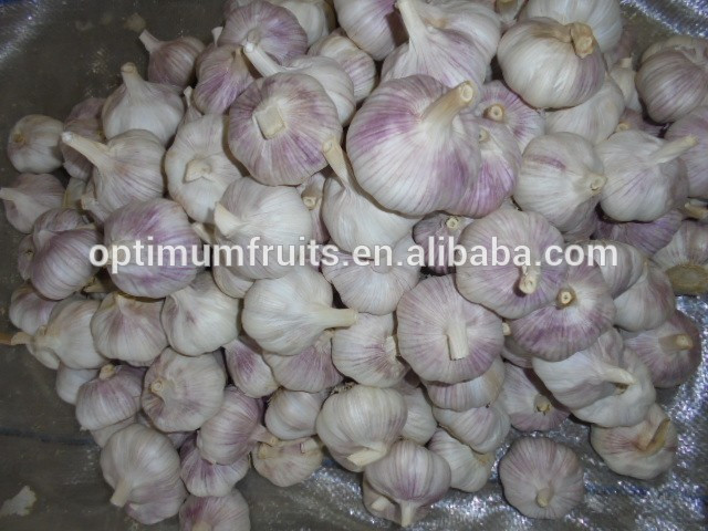 Garlic packaging 20kg Chinese garlic price