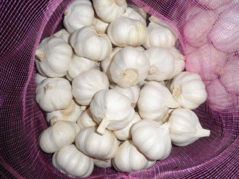 fresh garlic of 2014