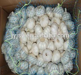 2014 fresh garlic from China jinxiang city