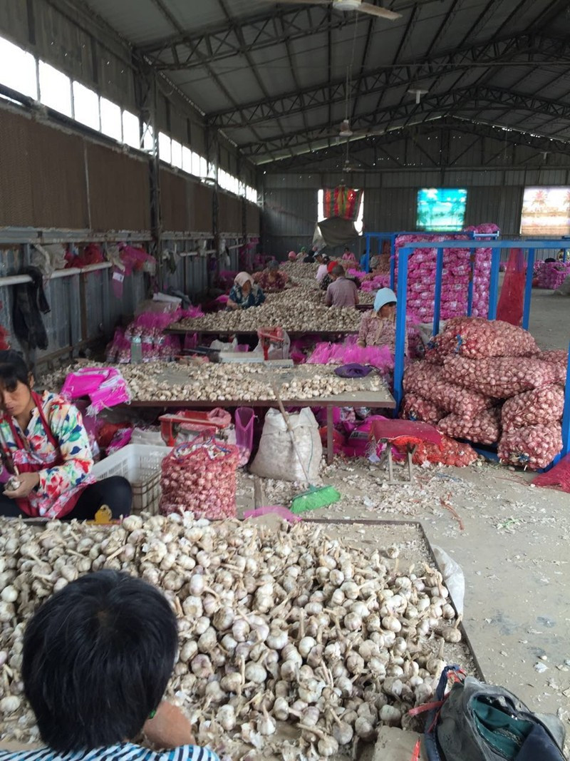 Supply Fresh Garlic with High Quality in Low Price
