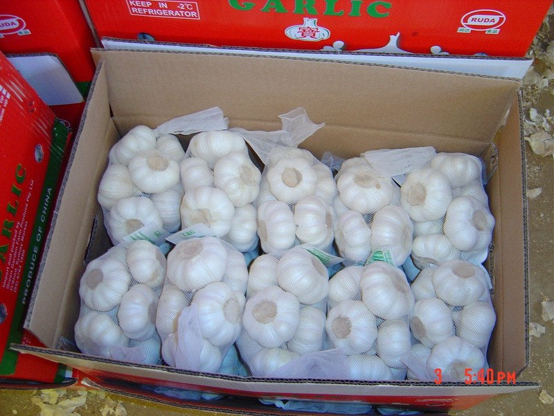 Garlic Box 10kg Exporting Standard Chinese Fresh Garlic with Reasonable Price