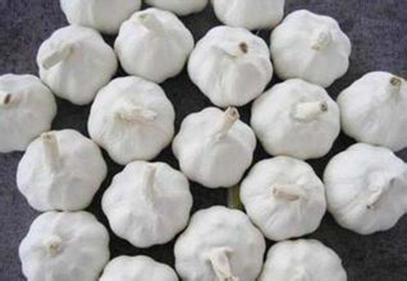 Pure/Snow/All White Garlic for North America Market