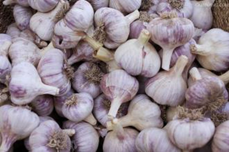 Pure/Snow/All White Garlic for North America Market