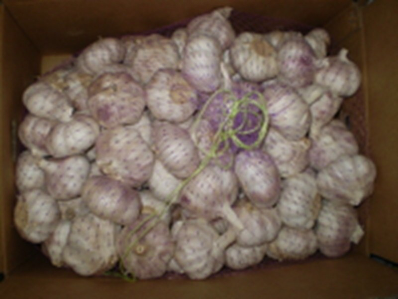 Offer Fresh Organic Garlic without Pesticide