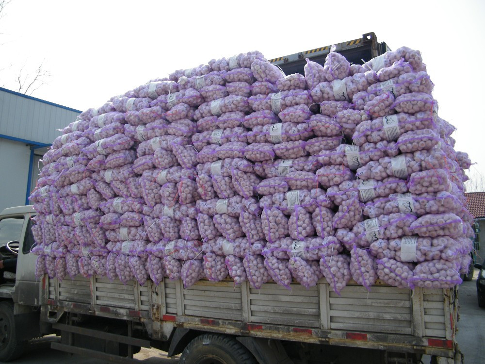 Supply Frresh Garlic in Reasnale Price
