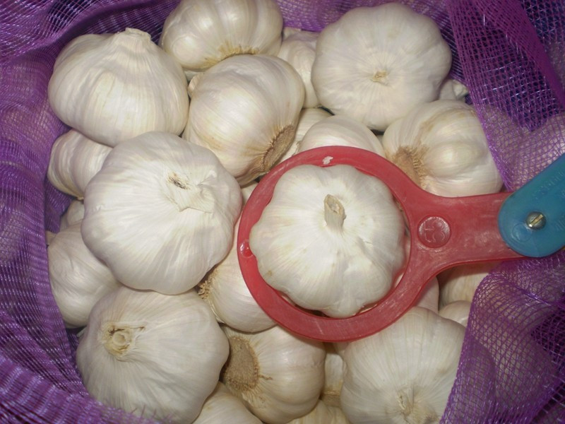 Buy/Import Jinxiang Organic Garlic