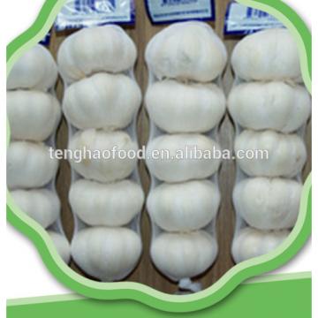 New 2017 year china new crop garlic crop  best  quality  fresh  garlic from China