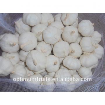 China fresh pure white garlic rates best price