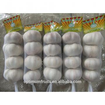 China whosale garlic price in bulk for export