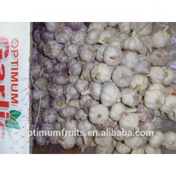 China new harvest fresh purple garlic price for export