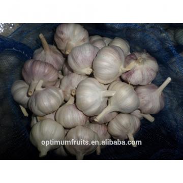 China Shandong fresh garlic distributors