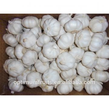 Shandong jining fresh garlic from China