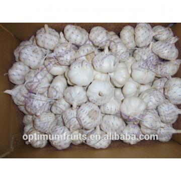 China super natural white garlic best garlic price