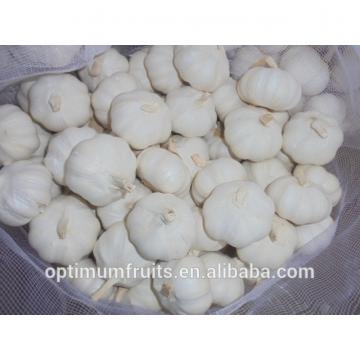 Shandong jining fresh garlic from China