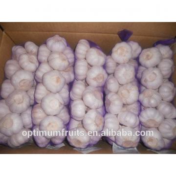 white and red garlic from China