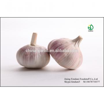 2017 crop fresh common white garlic for sale
