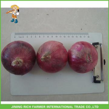 Fresh Red Yellow Onion For Export