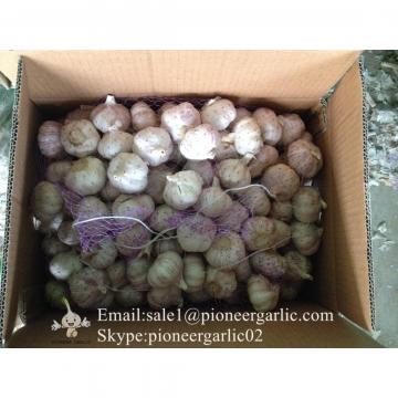 Jinxiang Fresh Red Garlic 5.5cm Loose Packing In Carton Box