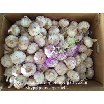 Jinxiang Fresh Red Garlic 5.5cm Loose Packing In Carton Box