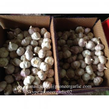 Jinxiang Fresh 5.5-6.0cm Chinese Red Garlic Packed in Carton Box for Garlic Wholesale Buyers around the world