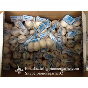 2017 Crop Pure White 5.5cm Fresh Garlic From Jinxiang Small Packing