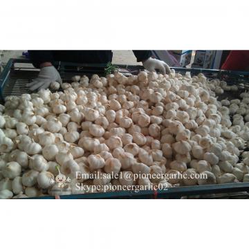 Nature Made 4.5-5.0cm Normal White Garlic Material of Black Garlic in Mesh Bag