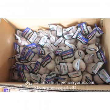 Chinese Jinxiang Pure White Fresh Garlic Small Packing In 10kg Box
