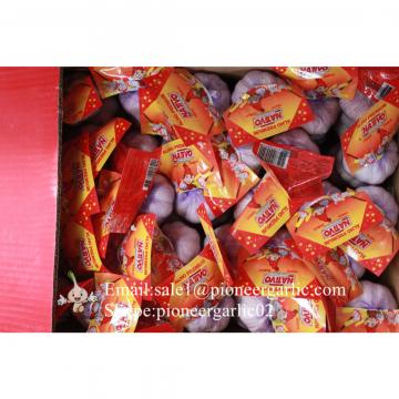 Chinese Jinxiang Pure White Fresh Garlic Small Packing In 10kg Box