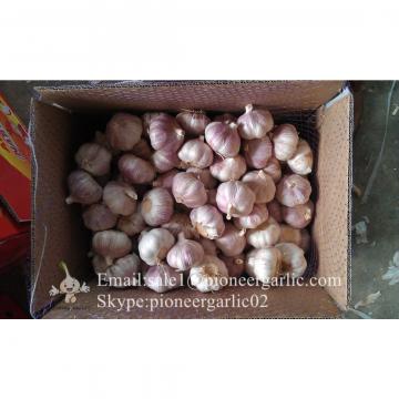 Wholesaler of Chinese Jinxiang Garlic Purple Garlic 5.5cm with Nice Price