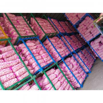 Jinxiang Shandong Fresh Normal White Garlic 5cm Loose Packing in Mesh Bag