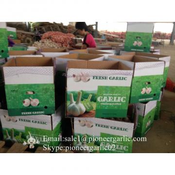 Small Packing 5-5.5cm Fresh Red Garlic Produced In Jinxiang Shandong China