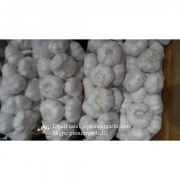 5.5cm Normal White Garlic Produced in Jinxiang Shandong China