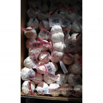 5.0cm Chinese Pure White Garlic Exported to el Salvador