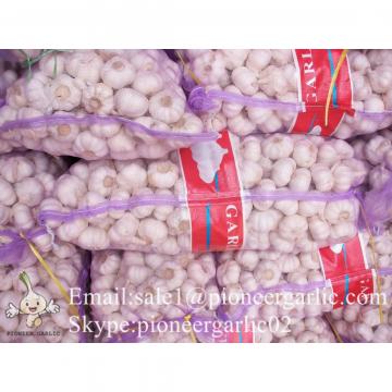 Jinxiang Fresh 5.0-5.5cm Chinese Red Garlic Packed in Mesh Bag for Garlic Wholesale Buyers Around the World