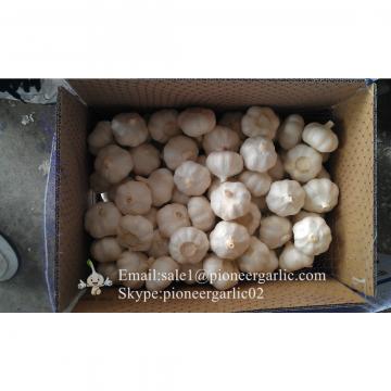 New Crop 6cm and up Purple Fresh Garlic In 10 kg carton  packing