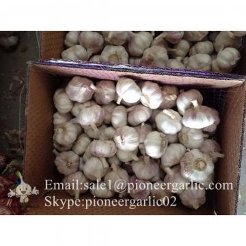 Elephant Garlic Grand A Garlic for Garlic Wholesale Buyers Purple Red Color