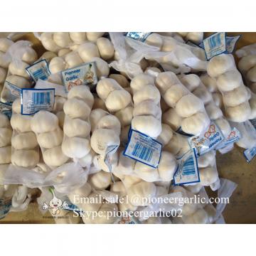Nature Made 4.5-5.0cm Normal White Garlic Material of Black Garlic in Mesh Bag
