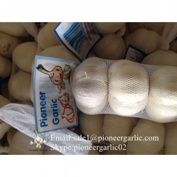 New Crop Chinese 5.5cm Snow White Fresh Garlic Small Packing In Mesh Bag