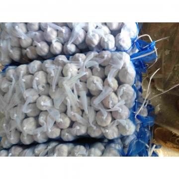 Jinxiang Fresh 5.5-6.0cm Chinese Red Garlic Packed in Mesh Bag for Garlic Wholesale Buyers around the world