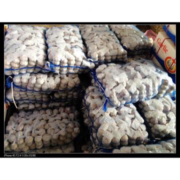 Nature Made 6.0cm-6.5cm Jinxiang Red Garlic Material of Black Garlic in Mesh Bag