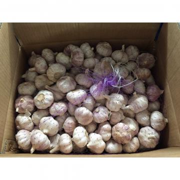 Nature Made 6.0cm-6.5cm Jinxiang Red Garlic Material of Black Garlic in Mesh Bag