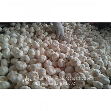 Chinese Pure White Garlic Not Solo Garlic Processed in Garlic Factory Located in Jinxiang China for Sale