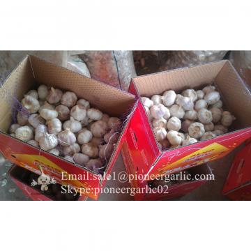 Chinese Fresh Red (Allium Sativum) Garlic Packed in 10kg Mesh Bag