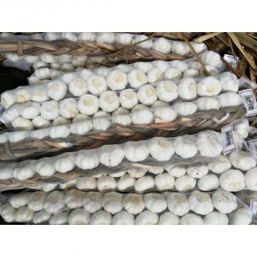 100% Pure White Garlic European Quality Standard Exported to Costa Rica