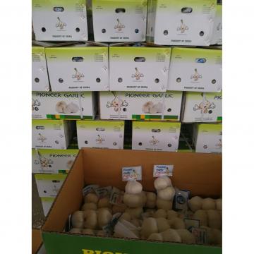 Chinese 100% Pure White Garlic Exported to Costa Rica Guatemala